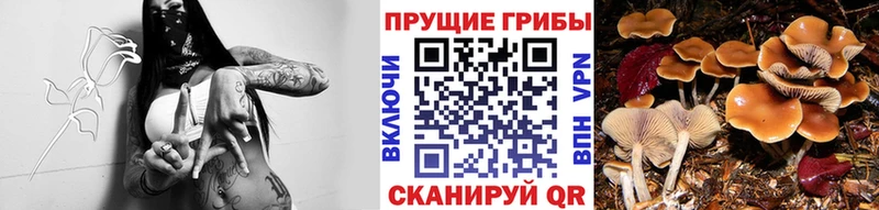 Псилоцибиновые грибы мухоморы  Лобня 
